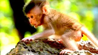 great monkey video of new baby monkeys look much adorable of the year