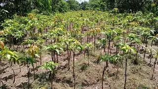 کونسی ورائیٹی ہائی ڈینسٹی پر لگائی جاۂےMango Varieties In Pakistan#