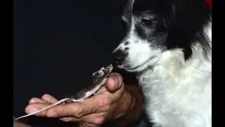 Top 20 Animal Videos in The World  Adventure Time