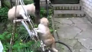 КОТ БРЮС ЛИ