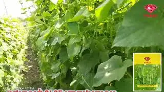 លក្ខណៈពិសេសនៃពូជត្រសក់ ២៤០៥​  ត្រាត្បូងក្រហម
