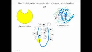 Enzyme Part 2