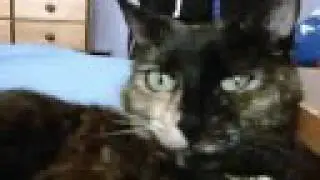 Winking Cat