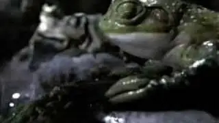 Budweiser Frogs Commercial