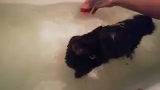 Купание кота