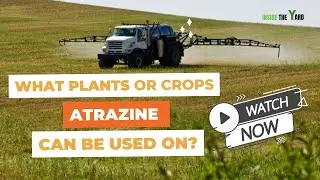 What Is Atrazine Used For? Know Details