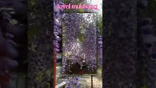 Fuji flower @jovelmukbang