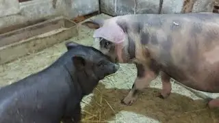 Вот такой новый житель. Как назовём???