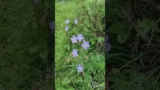 Горный Алтай