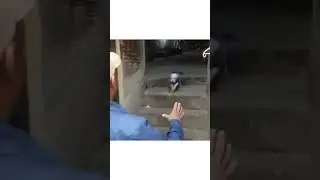 cute dog jumping #dogshorts