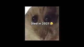 Memes make dogs immortal 
