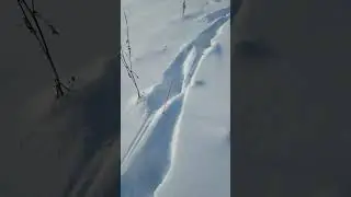Не званный гость.