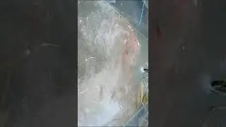wah Mashya Allah