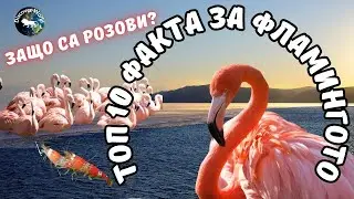 ТОП 10 ВЪЗХИТИТЕЛНИ ФАКТА ЗА ФЛАМИНГОТО