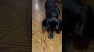 Такса и робот. Охота #такса #duchshund #жуки