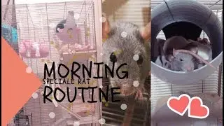 MORNING ROUTINE | Spéciale rat