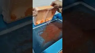 новая партия оплодотворенной икры форели с плезавода Адлер.