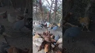 Cuidando las gallinas