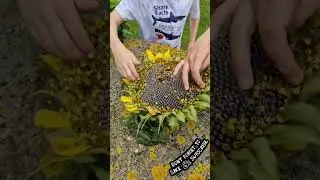 Collecting Sunflower seeds 