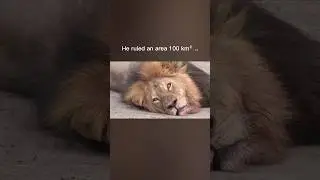 The Lion King That Was Killed 🦁👑 
