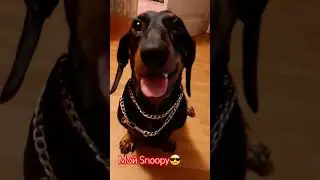 Мой Snoopy😎😎😎 #собака #snoopdogg