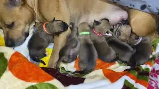 #DAY3 NEWBORN PUPPIES FEEDING TIME 🐶