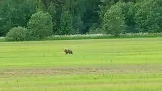 Мишка гуляет по полю