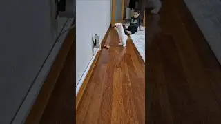Cat Jumping Over Cars