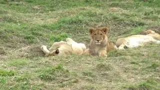 Львята устроили вечерние поваляшки🐾 Парк Земля Прайда 🌿