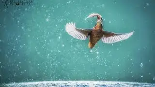Kingfishers