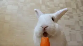 КРОЛИК ЕСТ МОРКОВКУ🥕