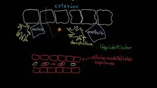 Inflammatory Response | Khan Academy in Spanish