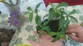 пахистахис посадка кустом