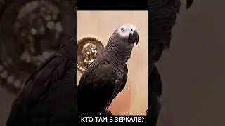 ✅ УВИДЕЛА ВПЕРВЫЕ СЕБЯ В ЗЕРКАЛЕ 🤣 ЖАКО ПЕТРУНЯ 🐦FUNNY PARROT🔥 (СУБТИТРЫ) #shorts #funny  #parrot
