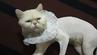 Perkembangan bulu kucing setelah dicukur dari gundul sampai lebat