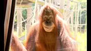 Creepy Joker Monke.mp4