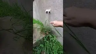 Backyard bug hunt - AC condensate lines & IPM