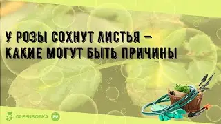 У розы сохнут листья — какие могут быть причины