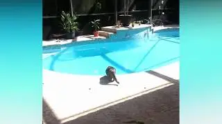 Апчхи