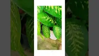 Pul ge.na re.kuna