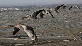 The Secret Routes of Migratory birds | Documentary