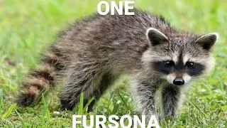 fursonas...