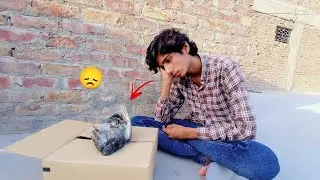 Pigeon Baby Hamen chhor Ker Chala Gaya 😞