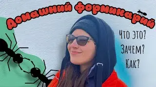 Домашние муравьи: новый вид питомцев? Рассказываю про формикарий и уход за ним 🐜😅