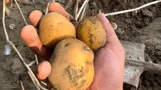 Шашлык по Бакински🇦🇿 копаем картошку и отдыхаем на природе 🤗