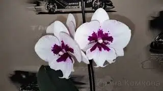 Орхидея фаленопсис Алладин ❤️ Phal. Aladdin