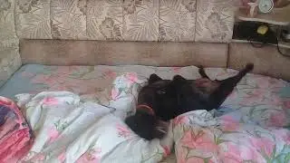 Утро воскресенья)
