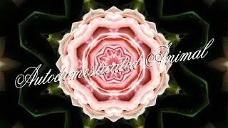 Birdtalker - Autodomesticated Animal (Official Video)