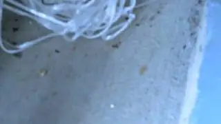 The Attempt