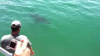 Great White shark cage diving
